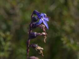 Image of Lobelia gibbosa Labill.