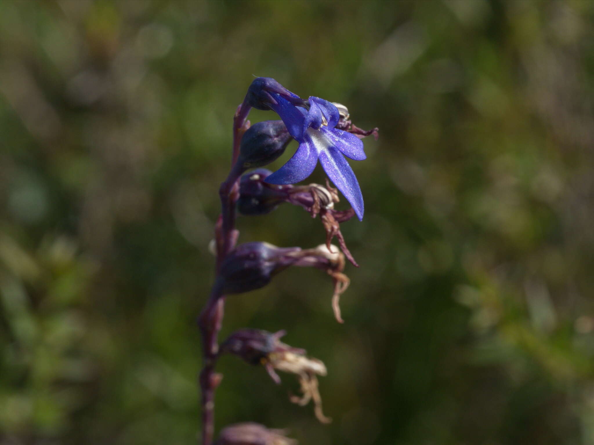 Image of Lobelia gibbosa Labill.