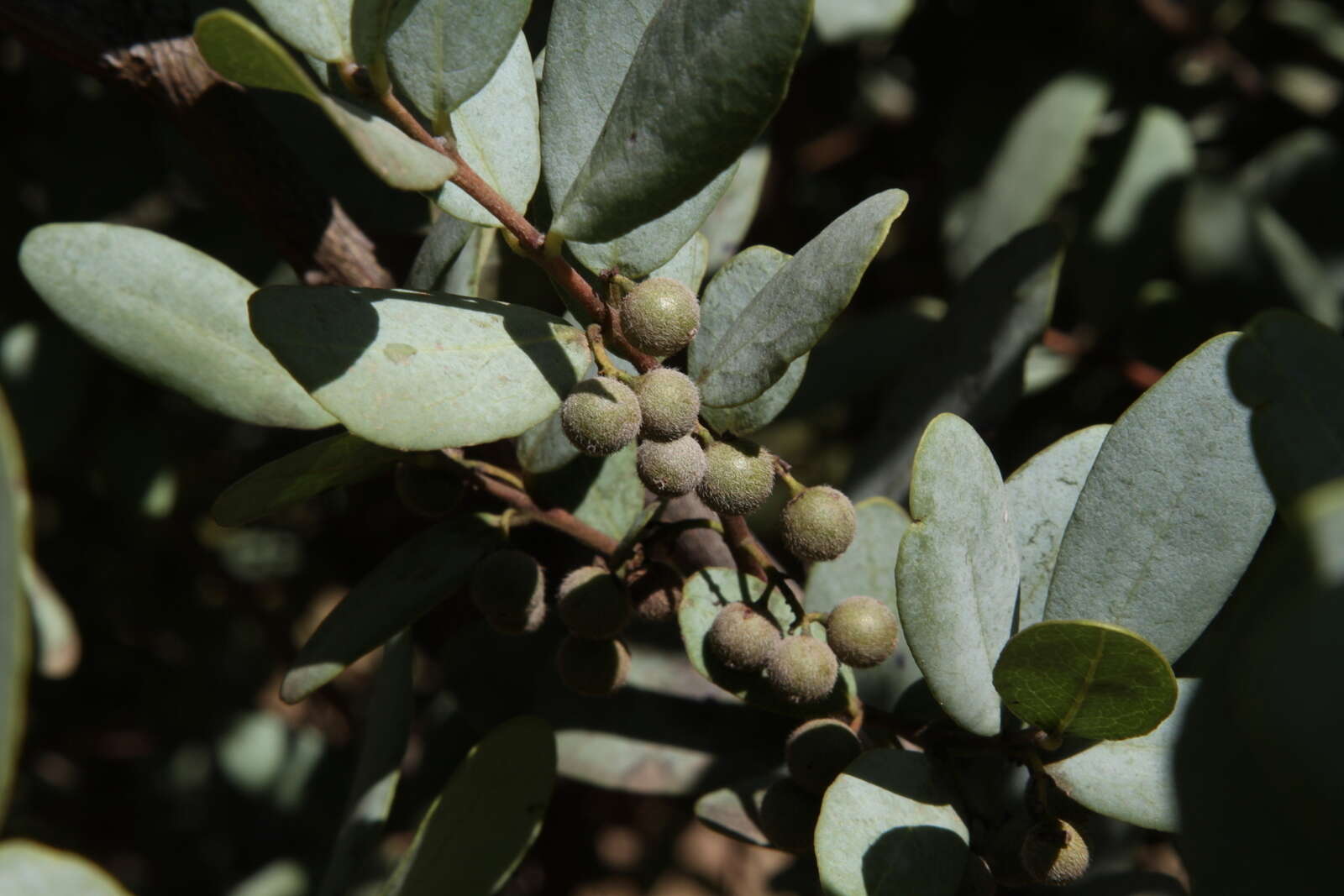 Image de Euclea crispa (Thunb.) Gürke