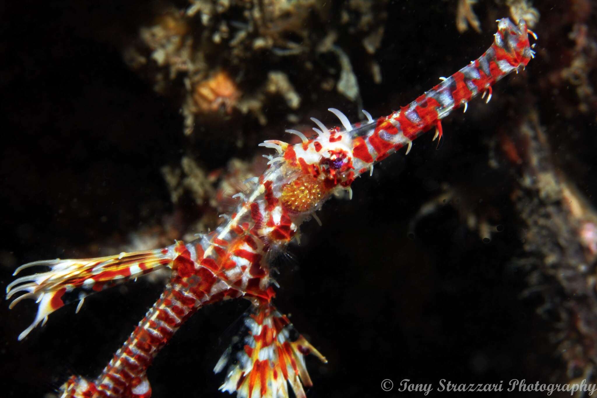 Image of Ornate ghost pipefish