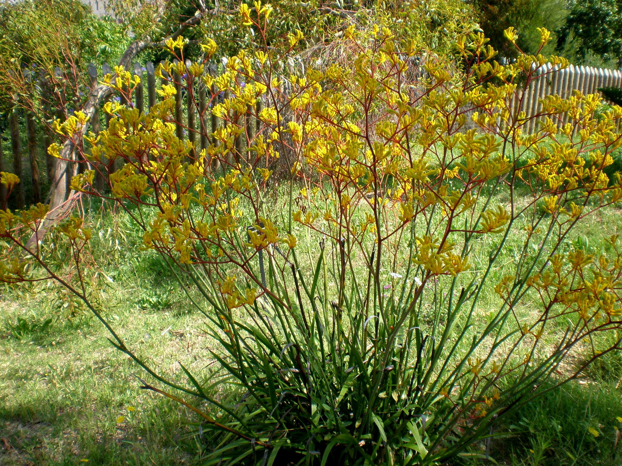 Image of Anigozanthos flavidus Redouté