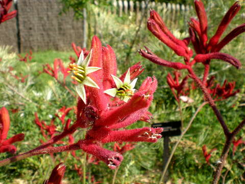 Image of Anigozanthos flavidus Redouté