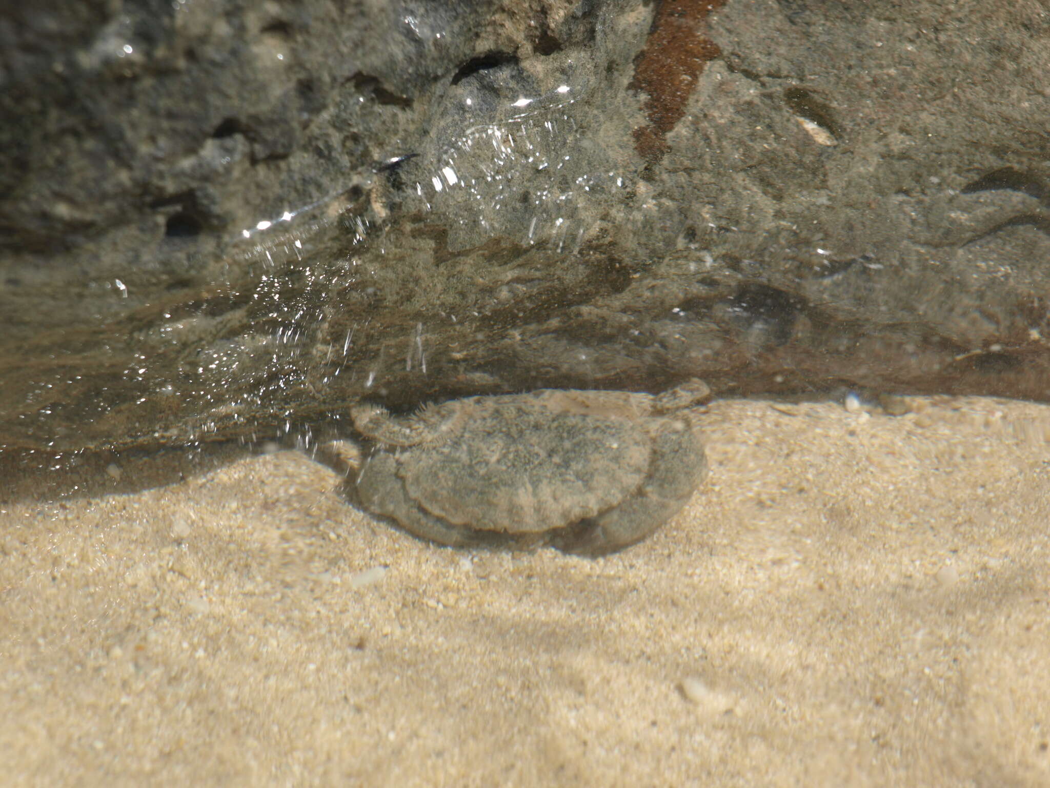 Imagem de Leptodius sanguineus (H. Milne Edwards 1834)