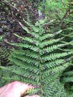 Image de Dryopteris affinis subsp. affinis