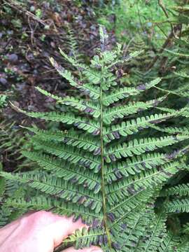 Dryopteris affinis subsp. affinis的圖片