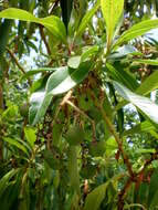 Imagem de Arbutus canariensis Duham.