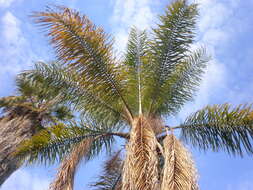 Image of queen palm