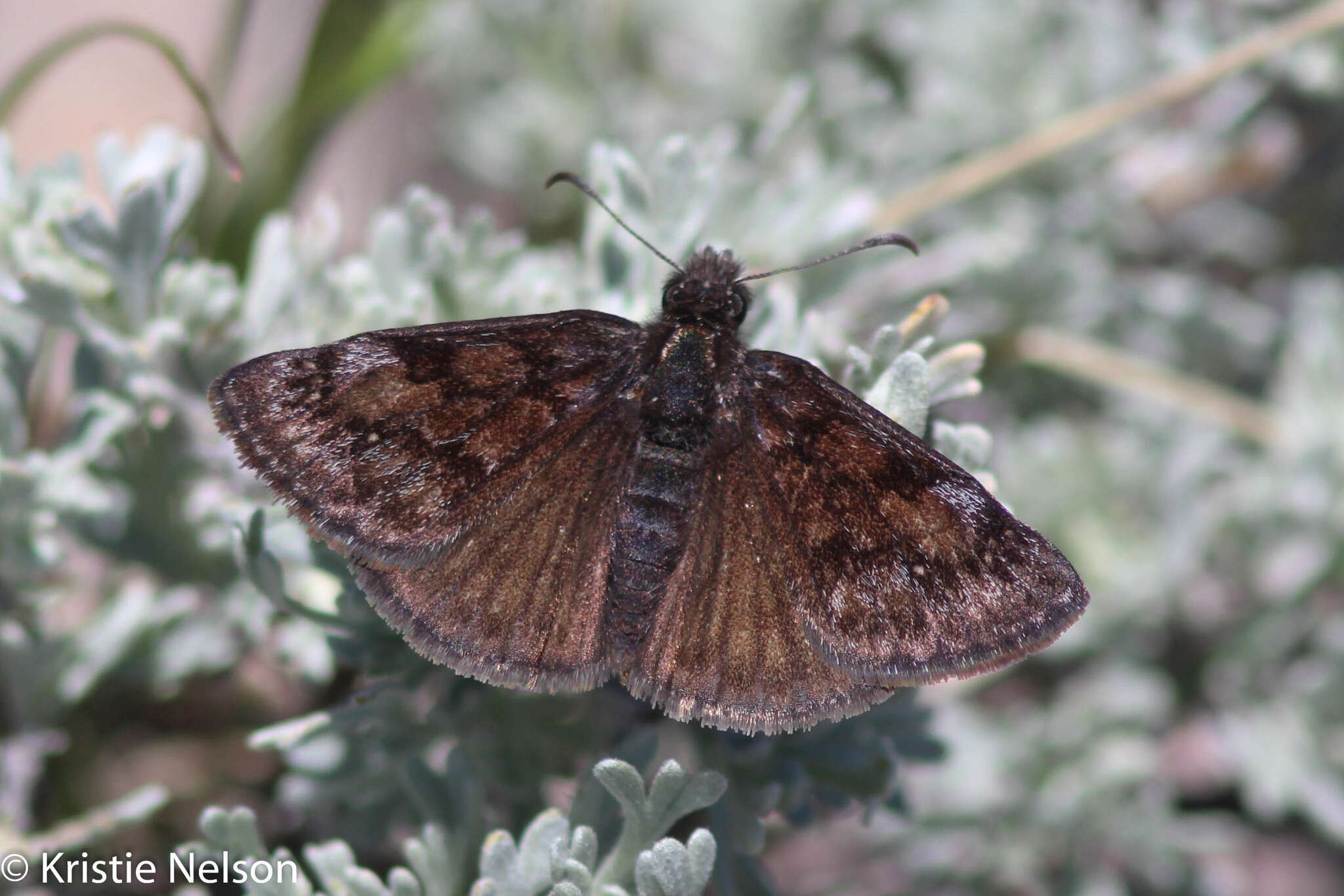 Image of Erynnis pacuvius Lintner 1878