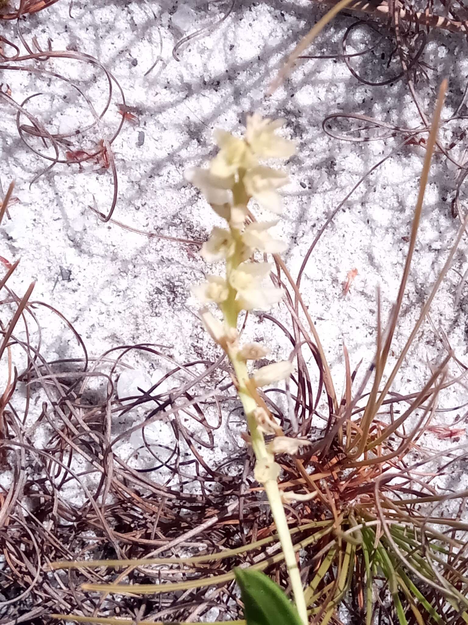 Imagem de Bulbophyllum baronii Ridl.