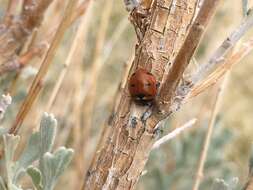 صورة Coccinella transversoguttata Faldermann 1835