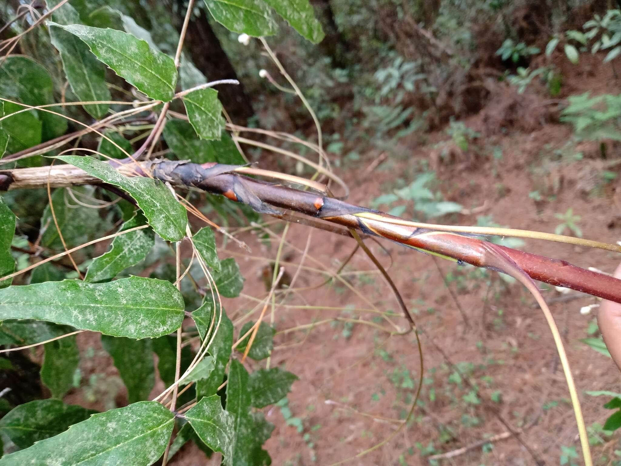 Image of Berberis lanceolata Benth.