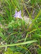 Image of Aquilegia ophiolithica Barberis & E. Nardi