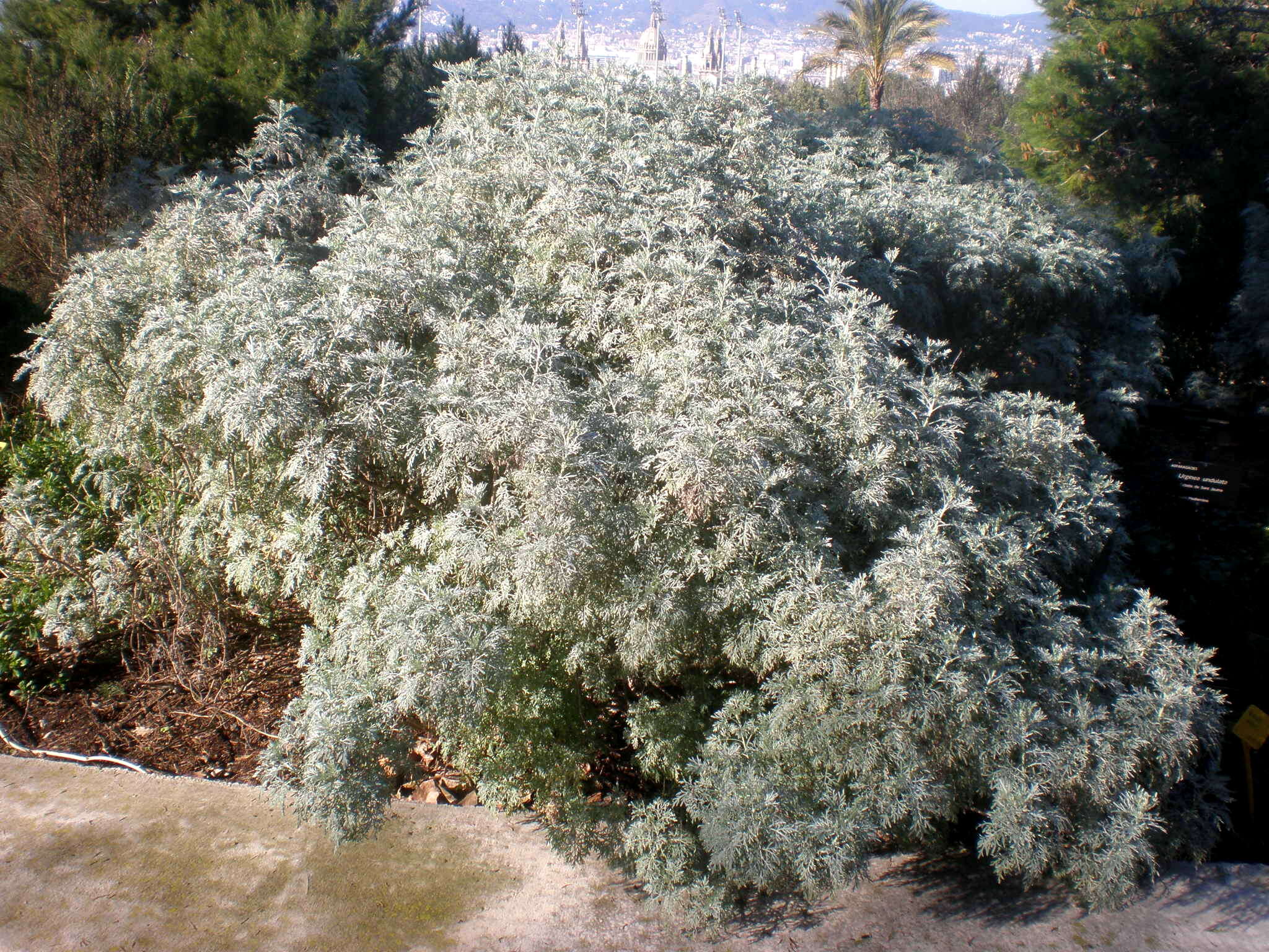 Image of Artemisia arborescens L.