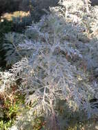 Image of Artemisia arborescens L.