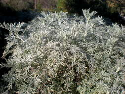 Image of Artemisia arborescens L.