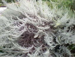 Image of coastal sagebrush