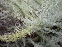 Image of coastal sagebrush