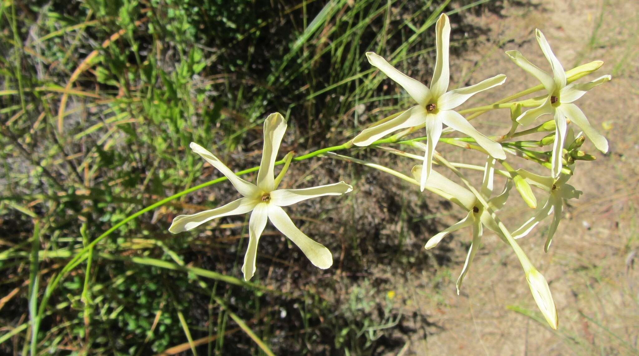 Image of Ixia paniculata D. Delaroche