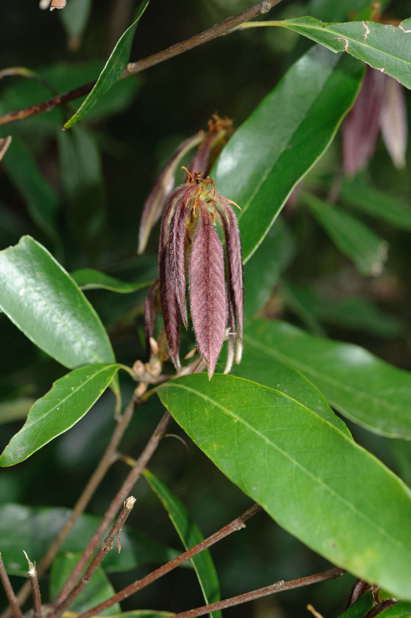 Image of Quercus pachyloma Seemen