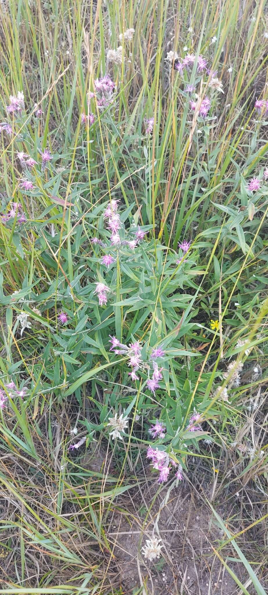 Image of Saussurea salicifolia (L.) DC.