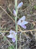 Gladiolus oatesii Rolfe resmi