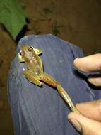 Image of Craugastor metriosistus Ospina-Sarria, Angarita-Sierra & Pedroza-Banda 2015