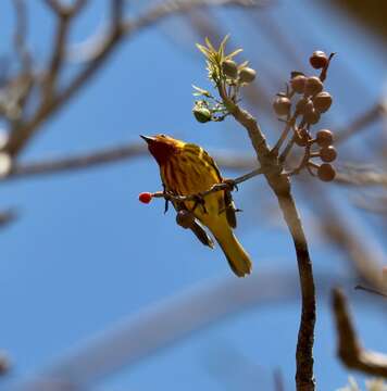 Image of Setophaga petechia aequatorialis (Sundevall 1869)