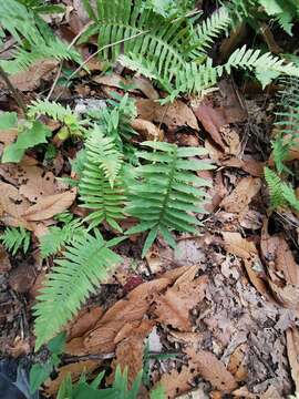 Polypodium plesiosorum Kunze的圖片