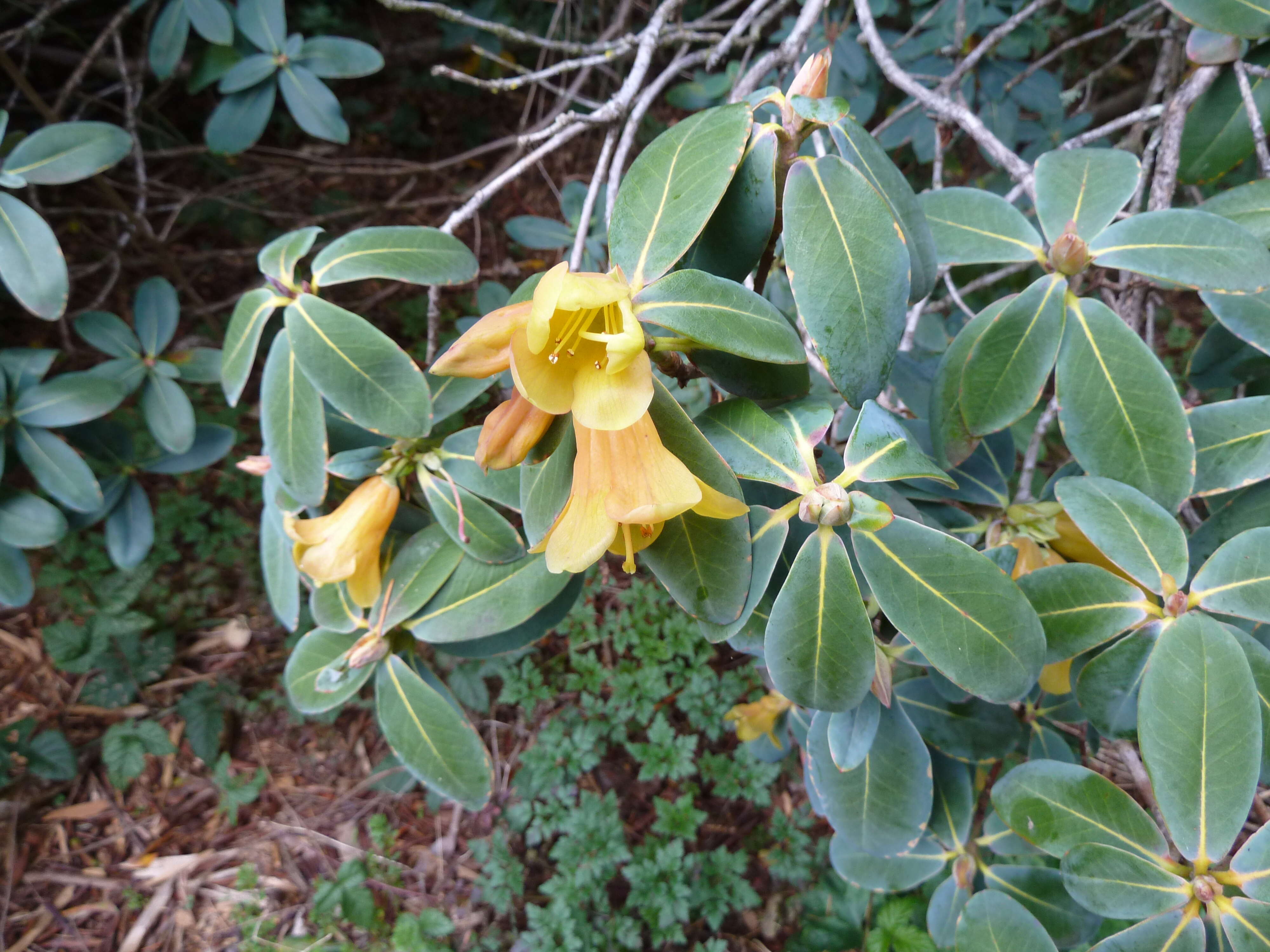 Imagem de Rhododendron cinnabarinum Hook. fil.