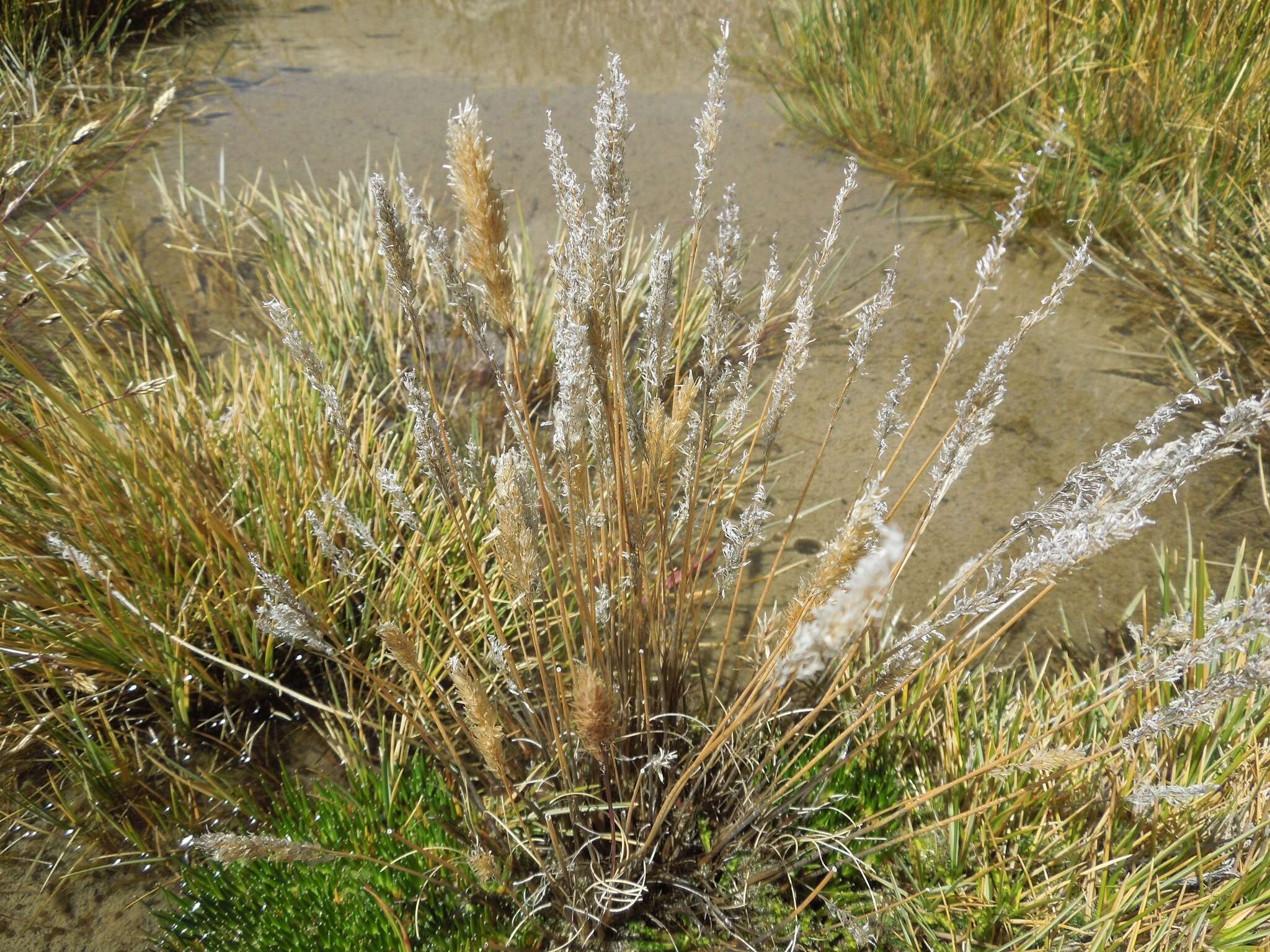 Sivun Calamagrostis chrysantha (J. Presl) Steud. kuva