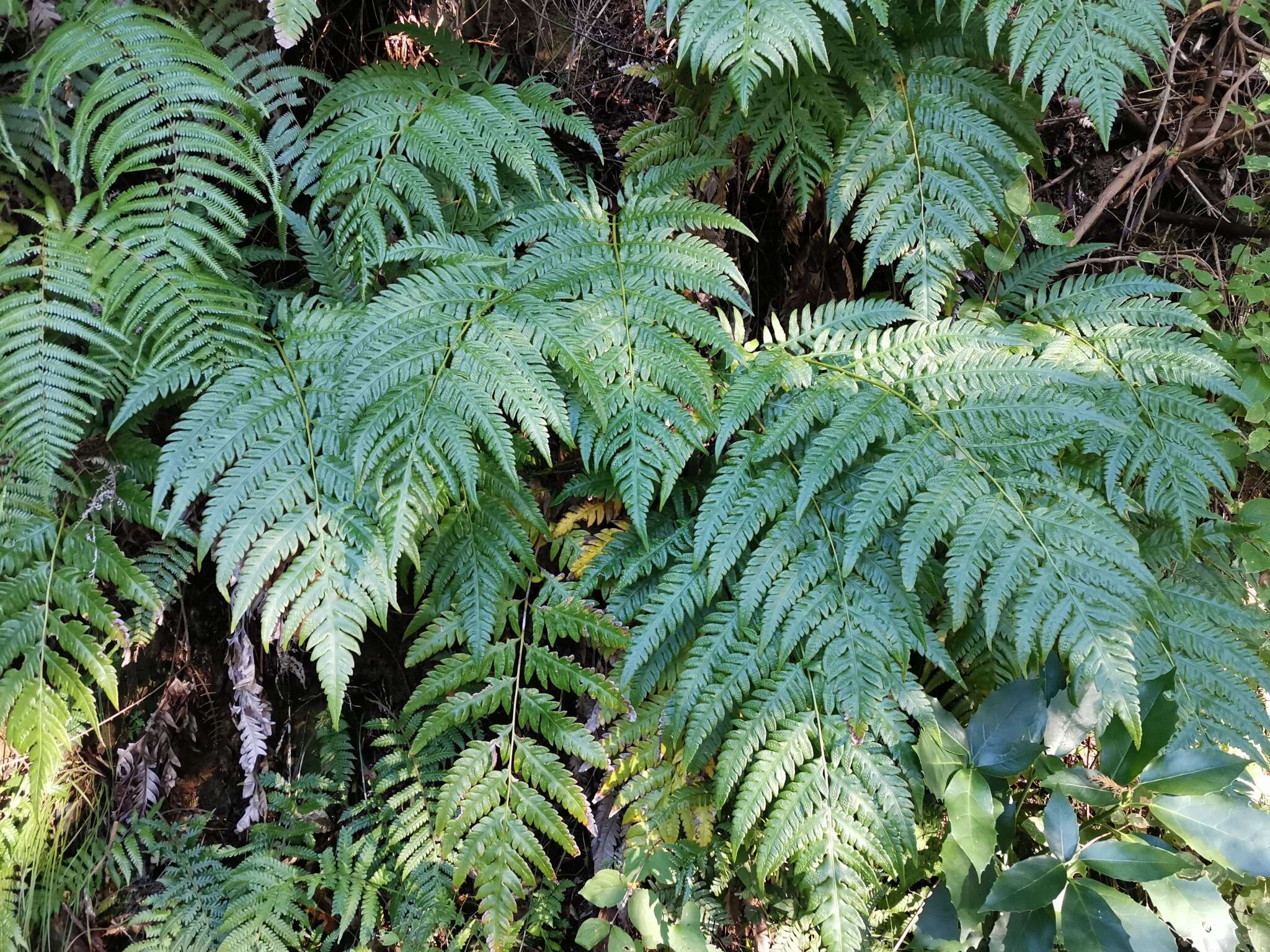 Image of Woodwardia orientalis Sw.