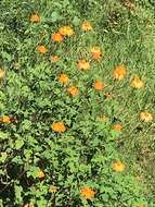 صورة Tithonia rotundifolia (P. Mill.) Blake