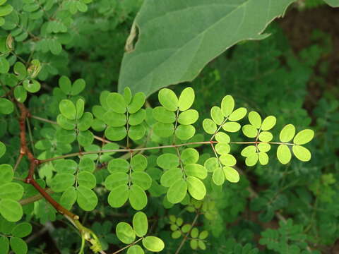 Image of <i>Erythrostemon palmeri</i>