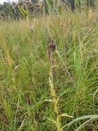 Image de Cirsium pendulum Fisch. ex DC.