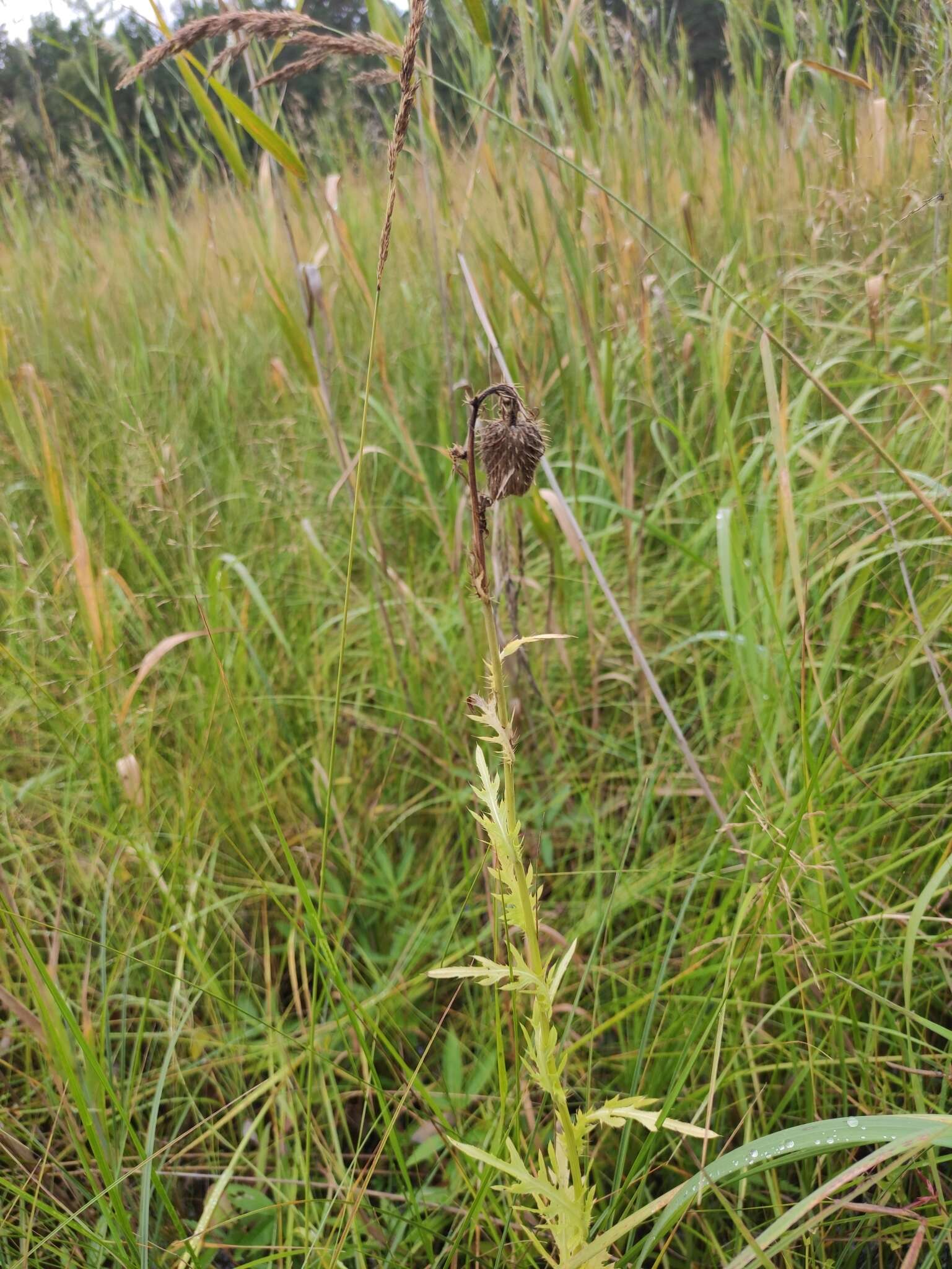 Image de Cirsium pendulum Fisch. ex DC.