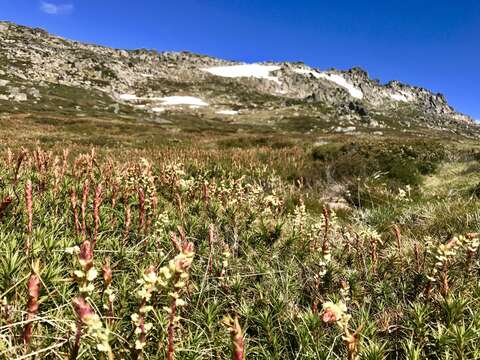 Image of candle heath