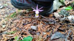 Image of fairy slipper