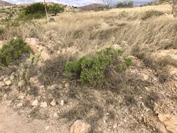 Imagem de Ericameria laricifolia (A. Gray) Shinners