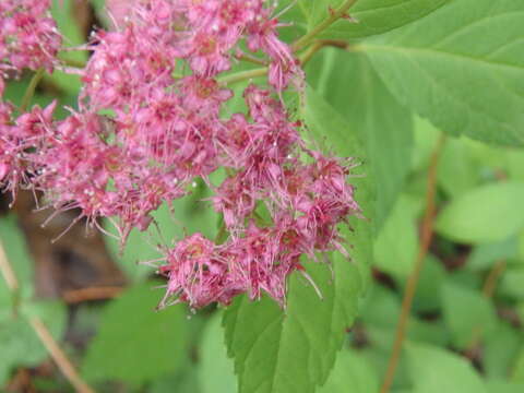 صورة Spiraea japonica L. fil.