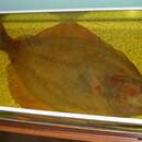 Image of Stone flounder