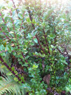 Image of evergreen huckleberry