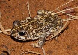 Image of Common Cape Toad; Sand Toad