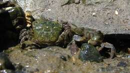 Image of Hemigrapsus oregonensis