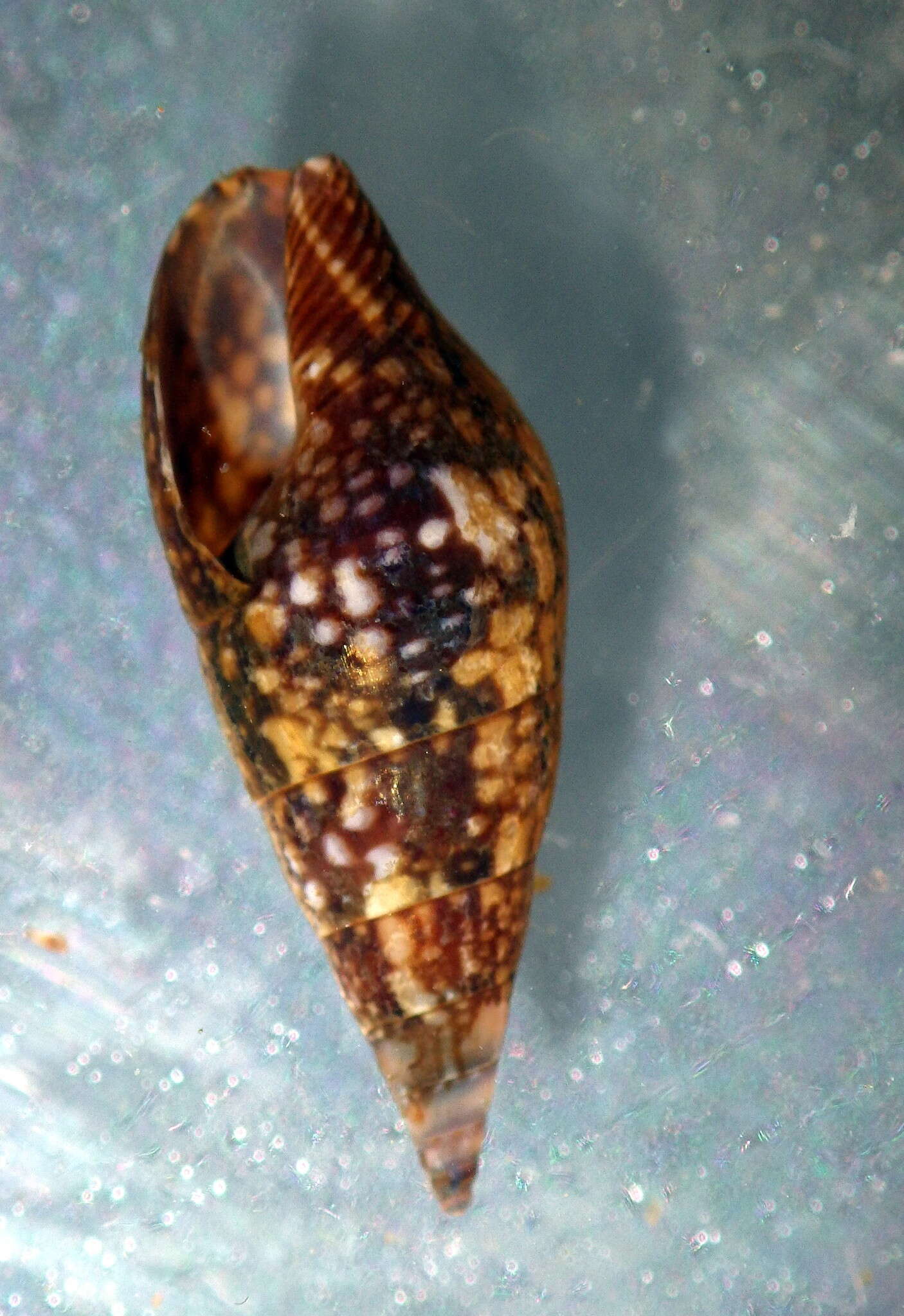 Image of Mitrella lincolnensis (Reeve 1859)