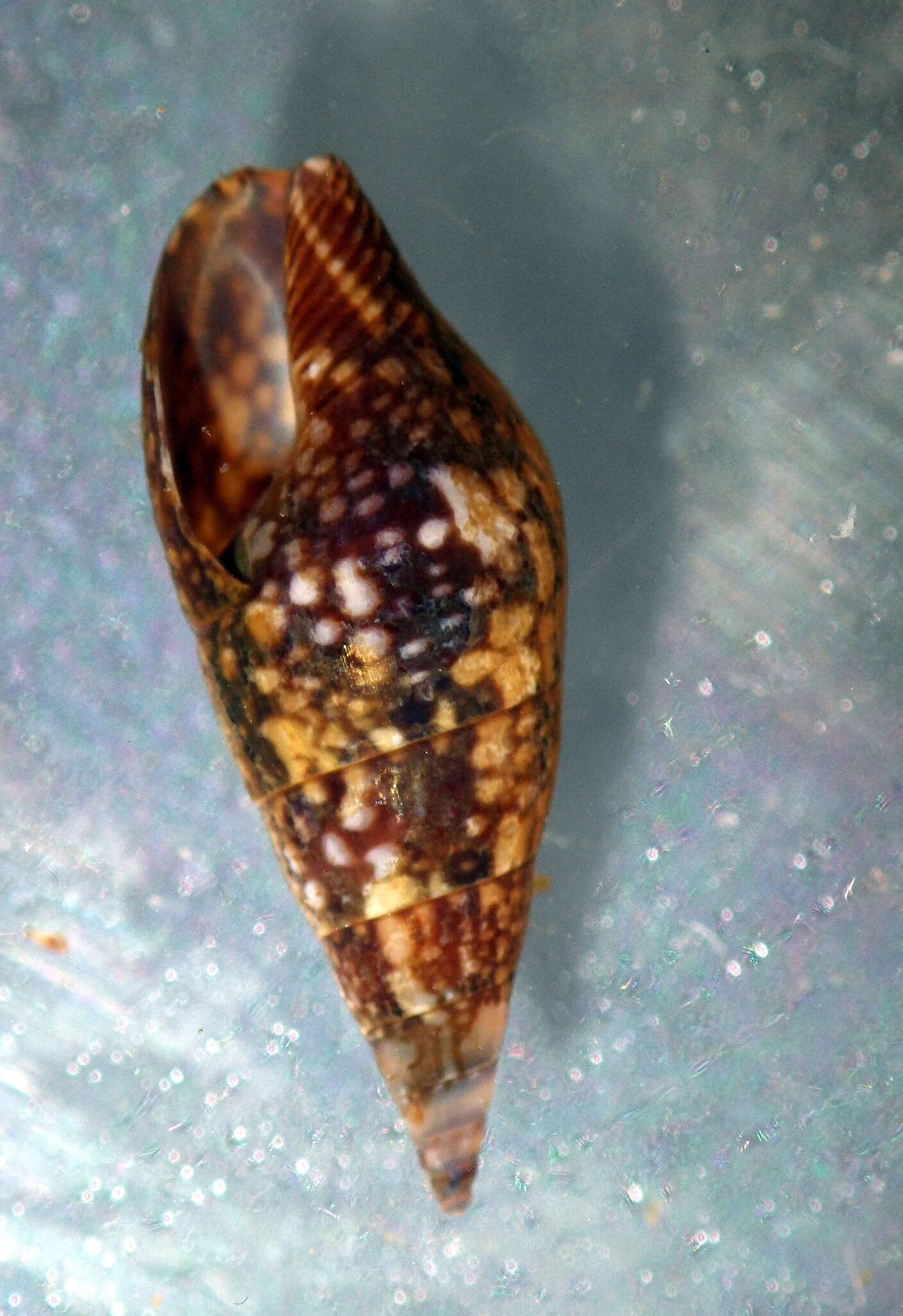 Sivun Mitrella lincolnensis (Reeve 1859) kuva