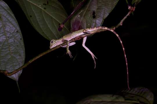 صورة Gonocephalus bornensis (Schlegel 1851)