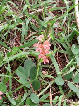 Indigofera spicata var. spicata resmi