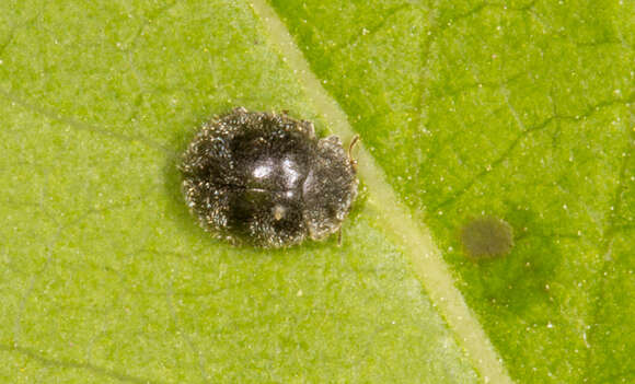 Image of Lady beetle