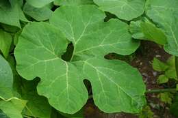 Image of figleaf gourd