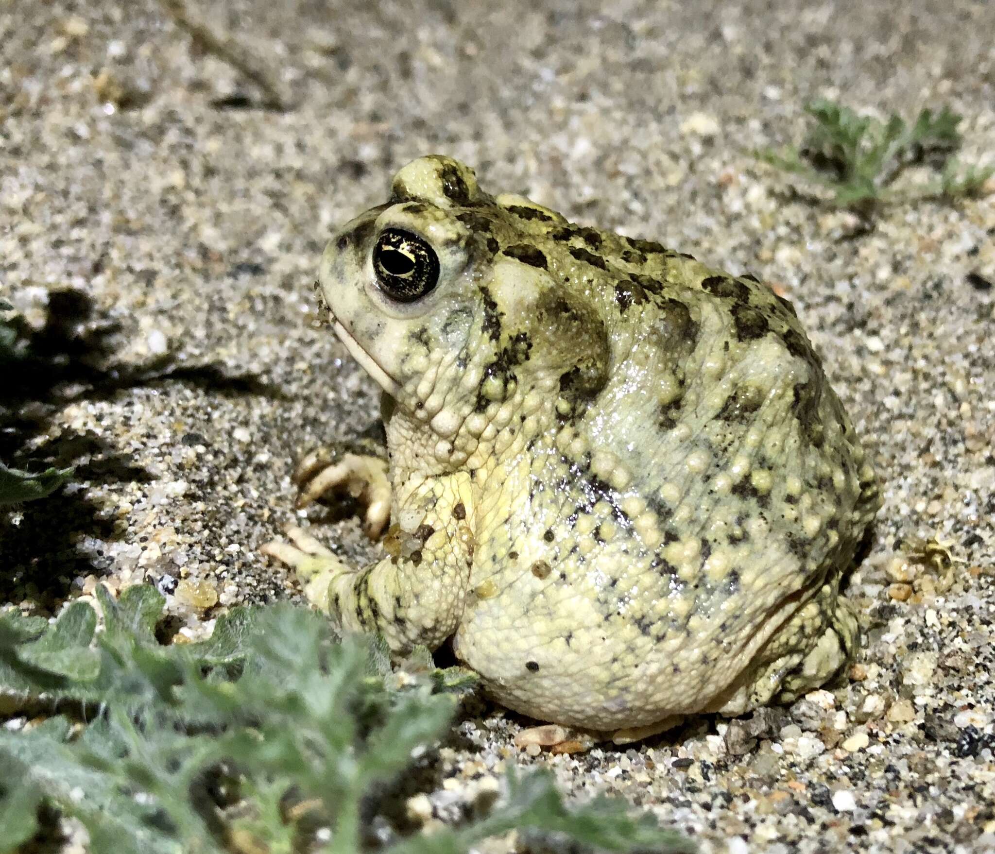 Image of Arroyo toad